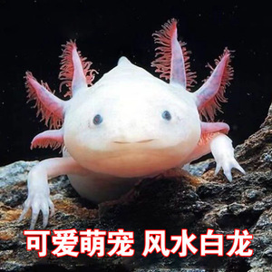 六角恐龙蝾螈宠物冷水鱼活体淡水好养易活爬行两栖网红鱼小火龙鱼