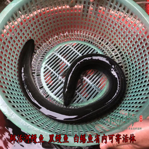 鲜活黑鳗鱼 河鳗 白鳝 乌耳鳗鱼河鳝鱼鲜活可帮杀盘龙 切片 1000g