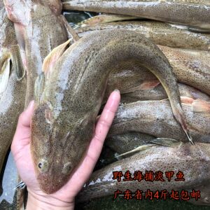 海捕新鲜海鱼辫子鱼 牛尾鱼 海鲜水产海鱼辫子鱼牛尾鱼 500g