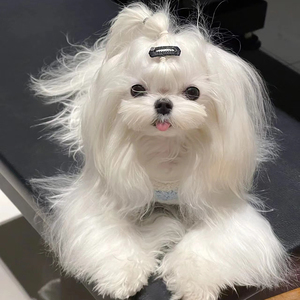 马尔济斯犬幼犬活体纯种公主犬超小型网红超萌茶杯犬宠物狗狗幼崽