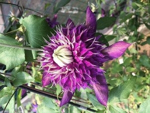 花间笑园艺 紫子丸 铁线莲攀缘爬藤花卉新手易养