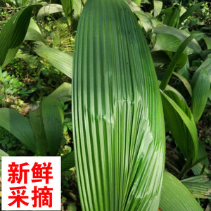 四川特产峨眉山新鲜粑叶黄粑泡粑 叶儿粑船叶散装称重 500g