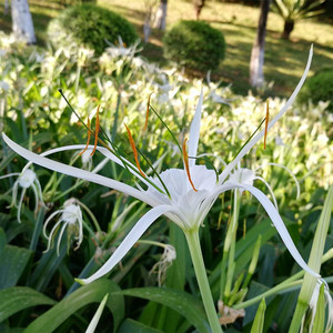 蜘蛛兰球根水鬼蕉蜘蛛百合室内外盆栽土培花坛地被植物裸根种球