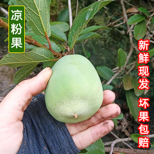 新鲜木莲果野生霹雳果奶母果凉粉果手搓凉粉籽冰粉籽木馒头白凉粉