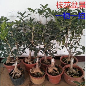一物一拍 室内桂花盆景造型老桩提根金桂丹桂日香桂室外盆栽包邮