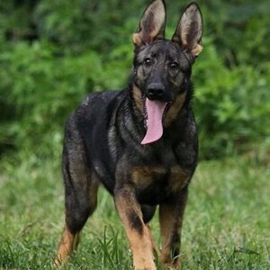 昆明犬幼犬狼青活体草黄黑背幼体活体平背中国大型狗纯种护卫狼灰