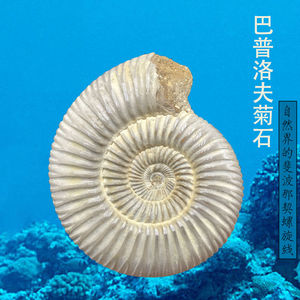 马达加斯加巴甫洛夫菊石化石 古生物化石小白螺海螺教学科普标本