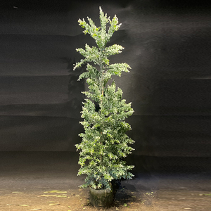 银叶金合欢盆栽