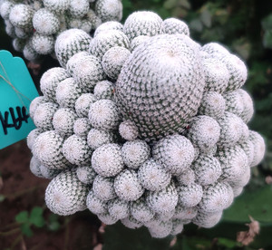 小人帽子仙人球群生名品大颗嫁接epithelantha bokei月世界属多肉