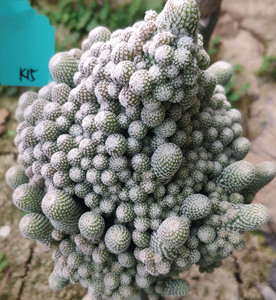 小人帽子仙人球群生名品大颗嫁接epithelantha bokei月世界属多肉