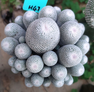 小人帽子仙人球超大颗嫁接群生 epithelantha bokei月世界属多肉