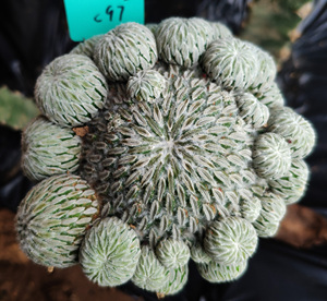 精巧丸仙人球老精巧 群生多头 嫁接大颗一物一拍dd