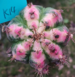 胭脂白云牡丹锦粉绯牡丹锦仙人球新品嫁接一物一拍(白色粉色系)