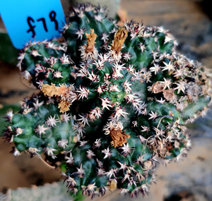 短豪刺青花虾仙人球群生大颗嫁接 一物一拍