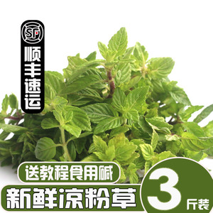 农家新鲜现摘现发化州凉粉草新鲜绿凉粉送方法食用碱3斤顺丰包邮