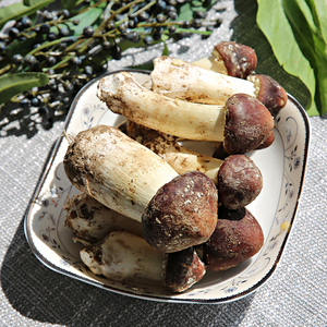 新鲜松茸菇赤松茸大球盖菇红姬松茸美味食用菌菇巴西菇l两斤包邮