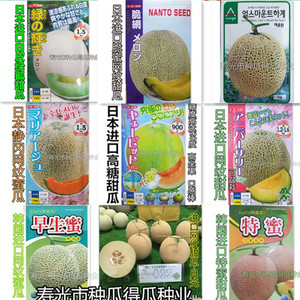 日本进口网纹甜瓜种子 香甜蜜西瓜羊角蜜种籽水果春季蔬菜种籽孑