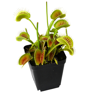 大嘴捕蝇草盆栽食虫植物驱蚊草捕虫草扑蝇草办公室趣味食人花室内