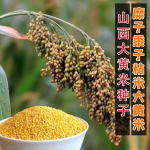 山西大黄米种子带壳糯米谷种籽高产地软米粽子米扫把笤帚糜子黍子