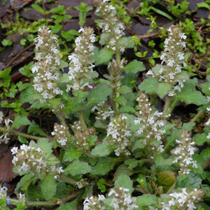 福建野生苦草 筋骨草 白毛夏枯草 散血草 金疮小草 苦地胆晒干1斤