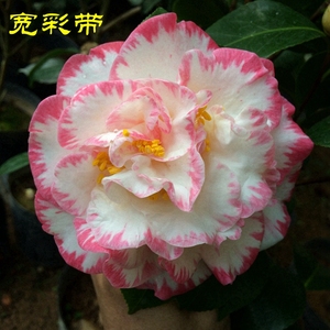 宽彩带山茶花盆栽树苗白衣大皇冠女皇二号福建正品名贵品种带花苞