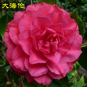 大海伦山茶花树苗大型红花玫瑰型福建龙岩四季盆栽花卉正品包邮