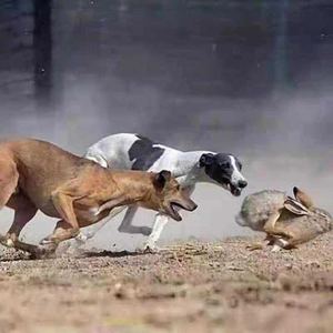 纯种猎兔犬格力惠比特格惠灵缇滑条犬逮抓兔山东细犬猎犬狗狗猎犬