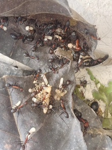 窄颈弓背蚁 camponotus angusticollis