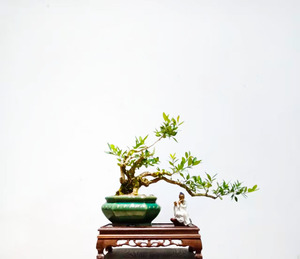 海岛黄杨盆景豆瓣黄金树绿植物造型树桩熟桩树苗室外室内盆栽
