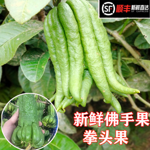 新鲜佛手柑茶饮拳头果佛手鲜果现摘佛手瓜食用供佛清供观赏包邮