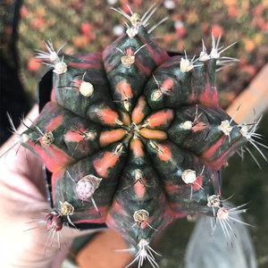 稀有五彩光辉牡丹自然锦易养开花稀有品种吸甲醛防辐射仙人球包邮