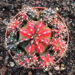 【紫牡丹五彩锦】自然锦不退色美观会开花吸甲醛防辐射仙人球包邮