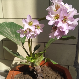 色石英石双槽 厨房白菜盆水槽l洗菜池洗岗岩菜盆花碗池收梅折扣店