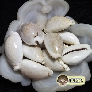 7厘米左右波芬宝螺/gem/多选一/说明里有详细照片