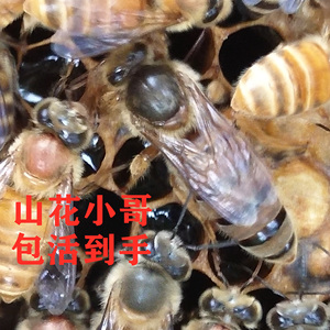 【现货秒发】双色王蜂王中蜂王处女王双色王红环王土蜂新开产王17