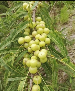 云南特产深山野生新鲜橄榄滇橄榄油甘果孕妇酸水果牛甘果5斤包邮