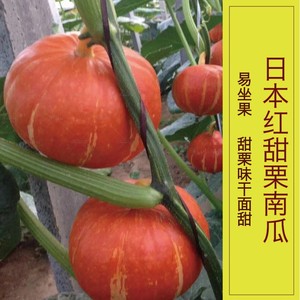 红皮南瓜种籽蔬菜春季菜种子高产日本贝贝南瓜种孑贵族奶油香芋