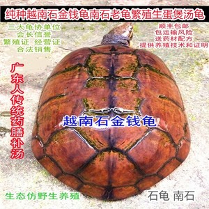 越南石金钱龟老种繁殖龟南石煲汤炖汤龟仿野生大龟生蛋龟龟苗活体