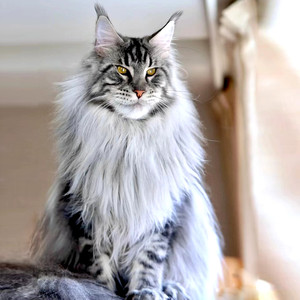 灵芝企业店淘宝缅因猫幼猫俄罗斯巨型猫咪活物纯种银虎斑金黄色眼睛
