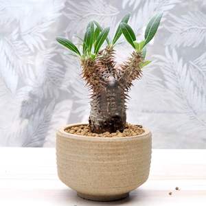 gt植物【魔界玉/铜碟青pachypodium makayense】马岛输入块根多肉