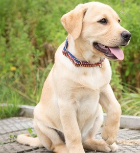 拉布拉多犬幼犬小七