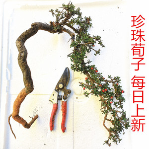 火棘盆景树桩  小叶火棘 救兵粮盆景老桩