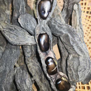 600人付款淘宝狗爪豆种孑黧豆刺毛黧豆狗爪豆种子龙爪黧豆龙爪豆猫豆