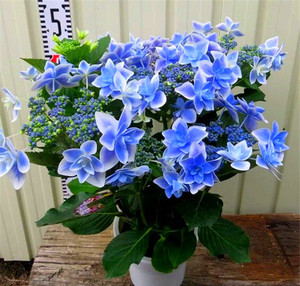 绣球花苗进口阳台