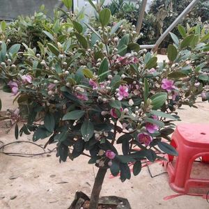 桃金娘盆栽果树苗山捻子树盆景老桩庭院绿植物室内花卉好养花期长