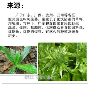四季香菜苗 刺芫荽苗 泰国大香菜苗益肝草假芫茜鹅芥刺芹苗越改良