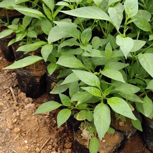 四季樟树港辣椒苗嫩苗正宗樟树港辣椒幼苗买6棵送4棵  坏苗包改良