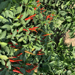 四季单生美人指朝天椒苗映山红辣椒种子秧苗高产朝天椒种子朝改良