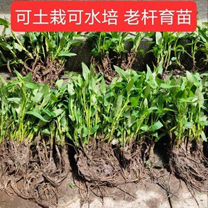 藤空心菜苗