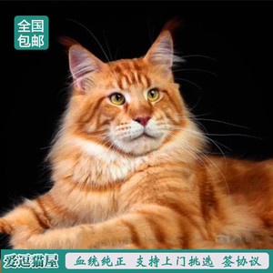 纯种大猫缅因猫咪活体 缅因猫活体 幼猫 巨型宠物猫缅因红虎斑